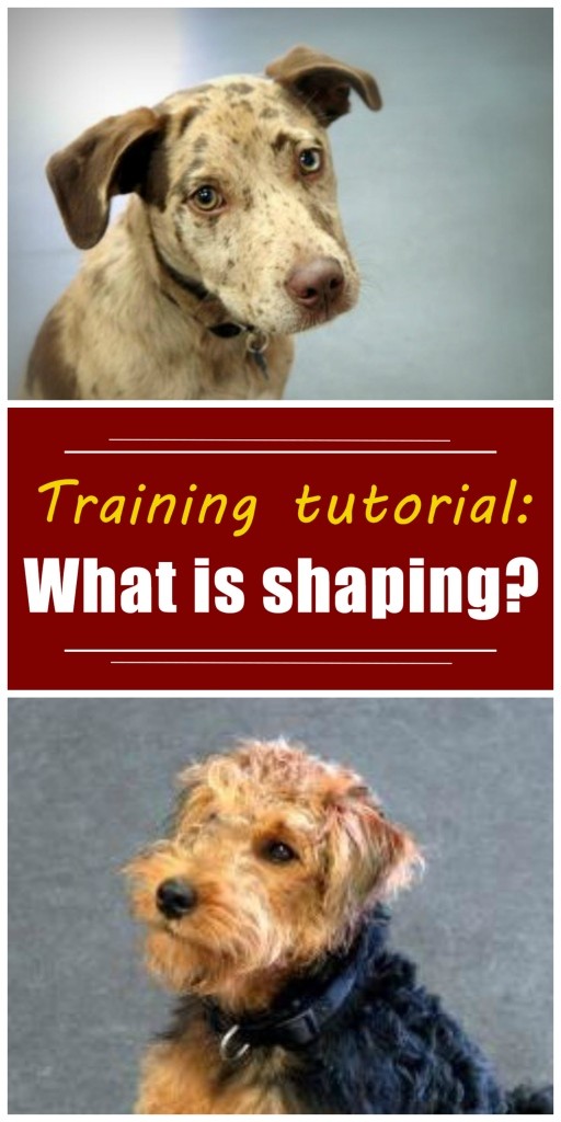 What is shaping? Great dog trainers understand and use the concept of shaping. In this article, I explain the definition of shaping, with many shaping examples and tips. Read this article to learn more about shaping, clicker training, and positive reinforcement training